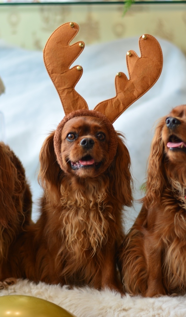 Три породистые собаки позируют для фото 