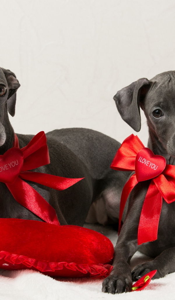 Две собаки итальянская борзая на белом фоне