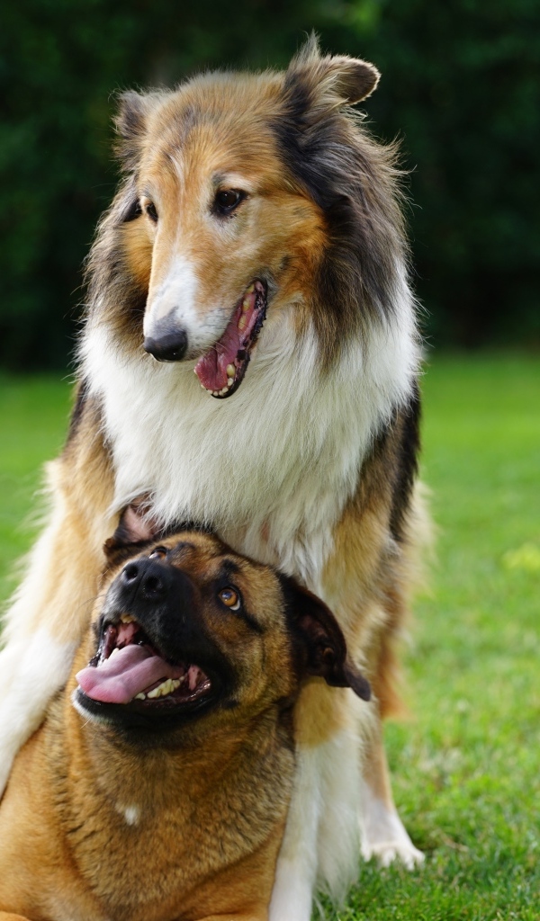 Две собаки играют на зеленой траве