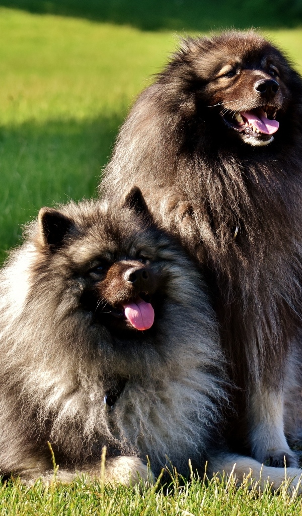 Две  пушистые собаки породы Кеесхонд