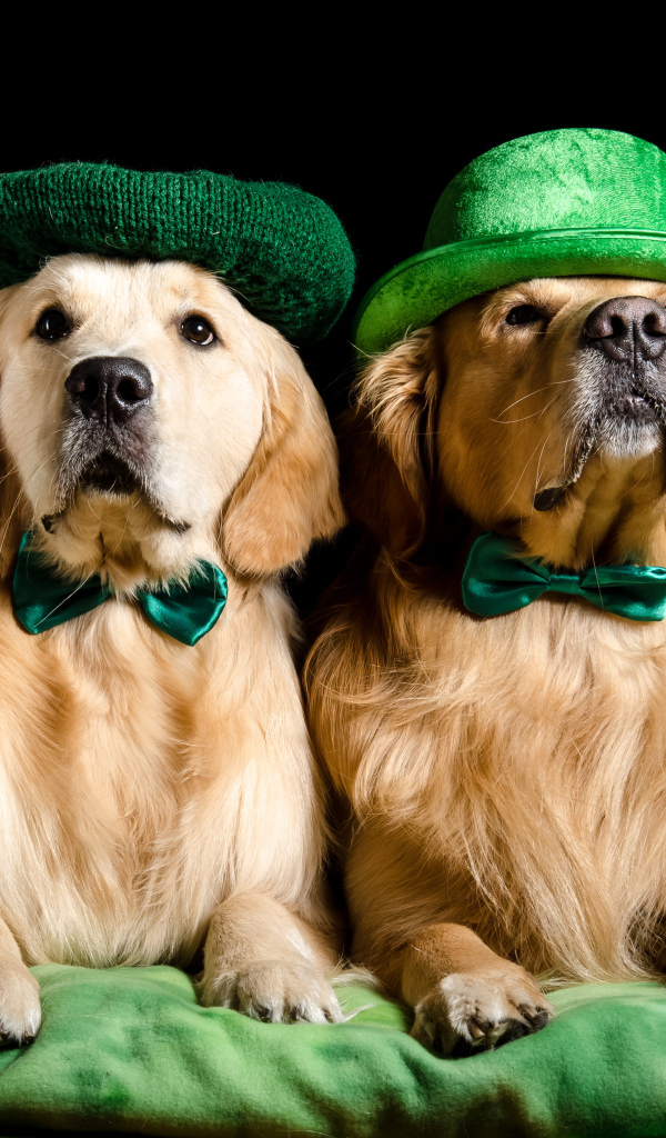 Два золотистых ретривера в шляпах