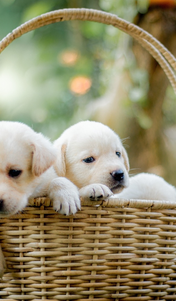 Два маленьких щенка золотистого ретривера в корзине