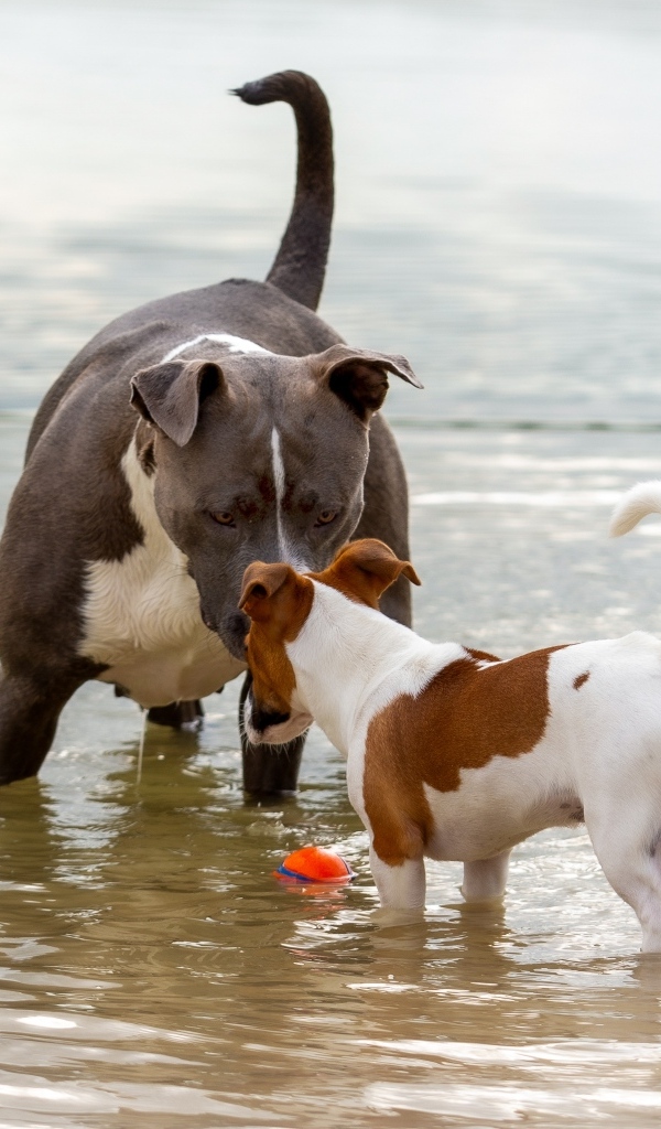 Две породистые собаки знакомятся в воде