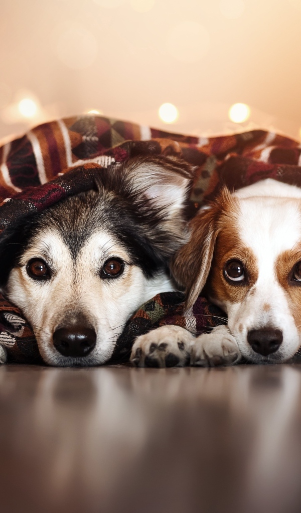 Два породистых пса лежат под одеялом