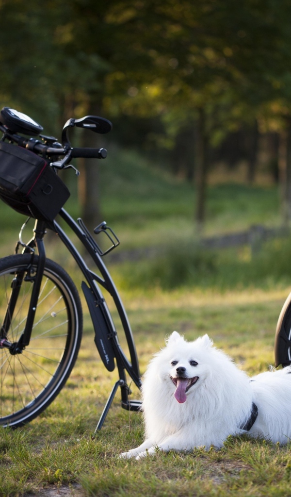 Белая собака с велосипедом