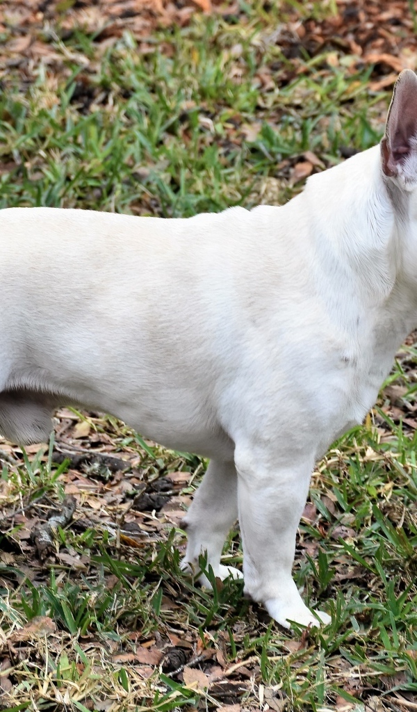 Белый французский бульдог вид сбоку