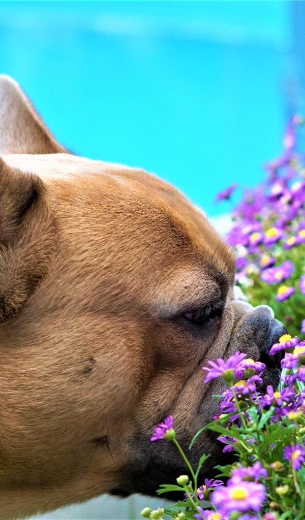 Французский бульдог нюхает цветы