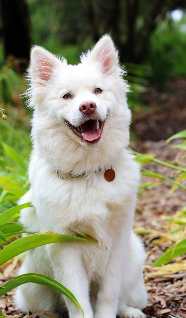 Белый пес с высунутым языком