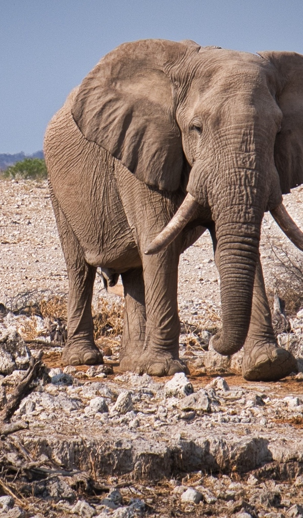 A big gray elephant walks through the savannah