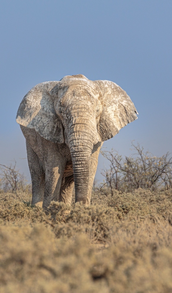 Big elephant walks on the savannah