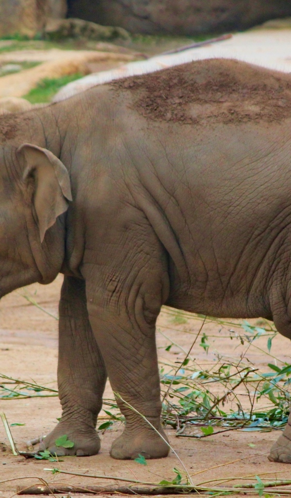 Маленький серый слоненок в зоопарке