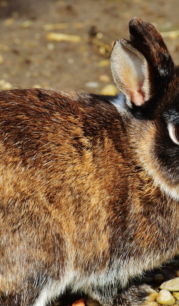 Красивый кролик крупным планом