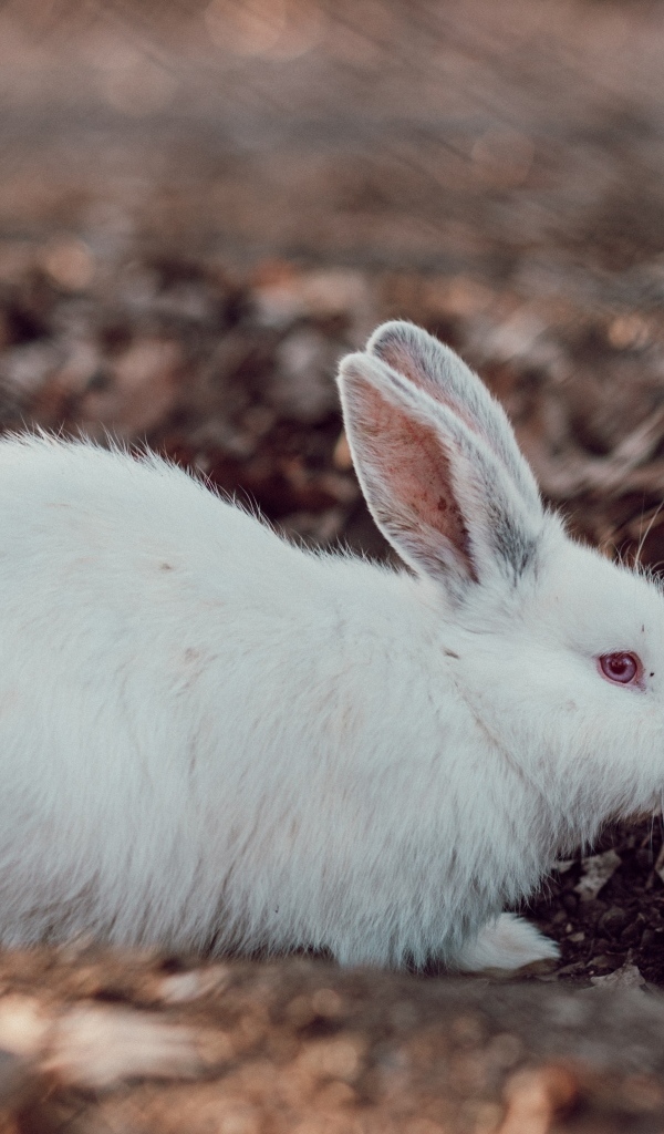 Большой белый кролик  с морковью 