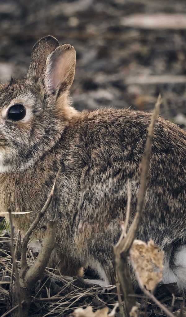 Большой дикий серый заяц