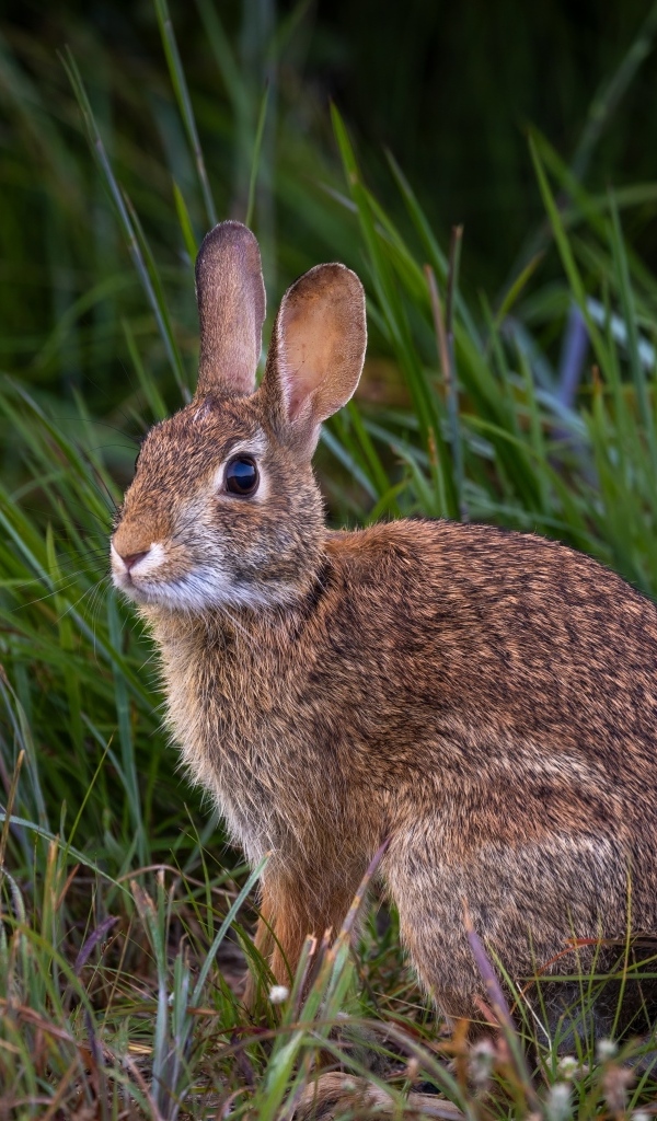 Дикий серый заяц сидит в траве