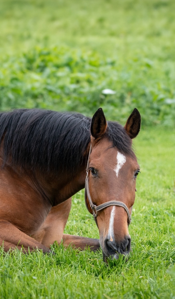Большой коричневый конь лежит на зеленой траве