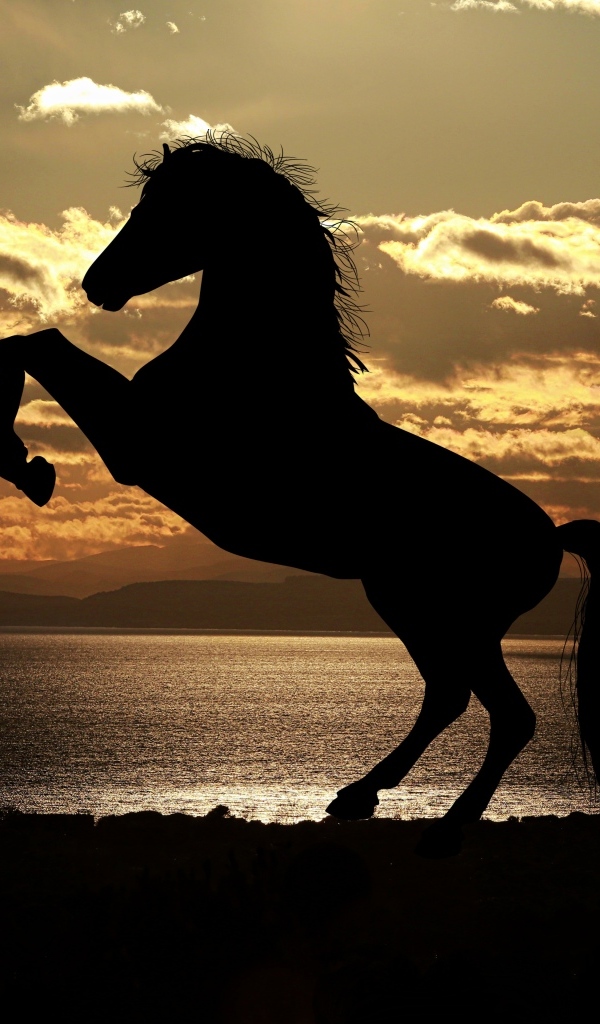 Красивый силуэт коня на закате солнца