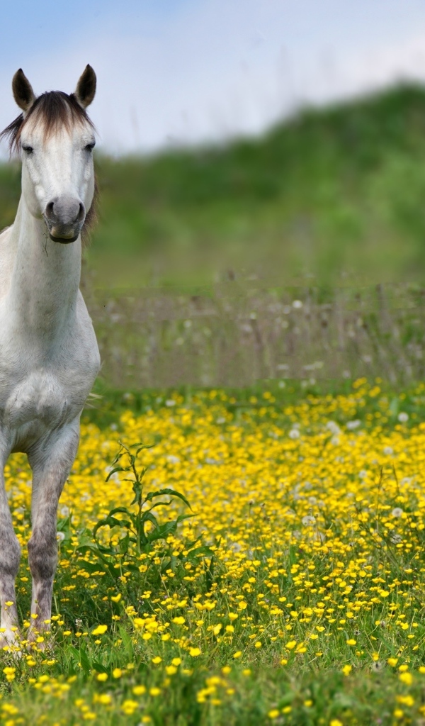 Красивая белая лошадь на поле с желтыми цветами