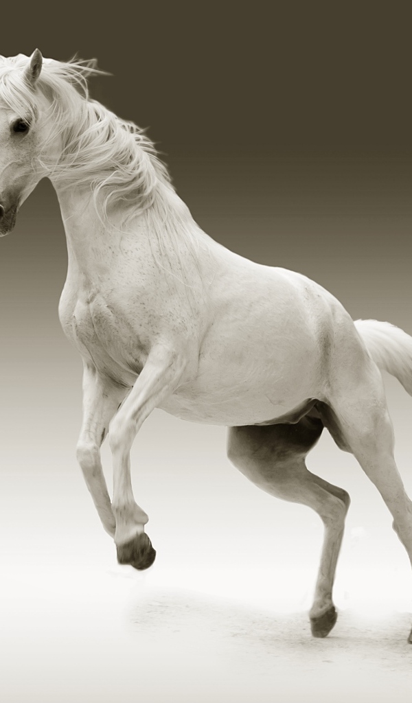 Красивый белый конь на сером фоне
