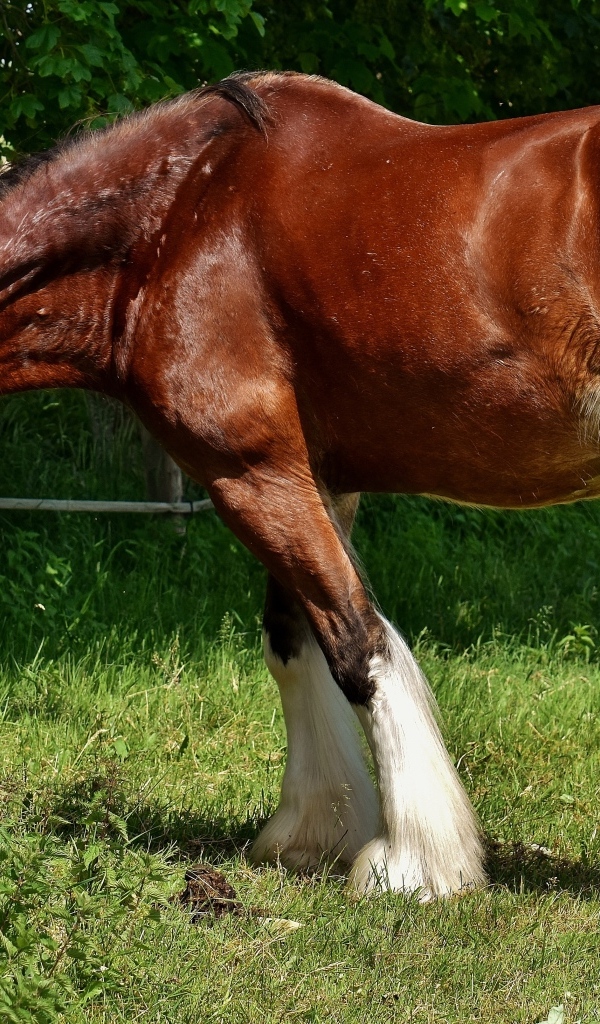 Большой красивый коричневый конь на зеленой траве