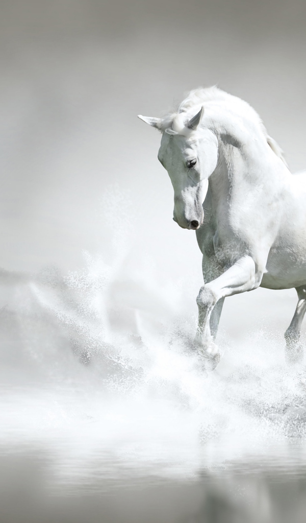 Большой белый конь идет по воде