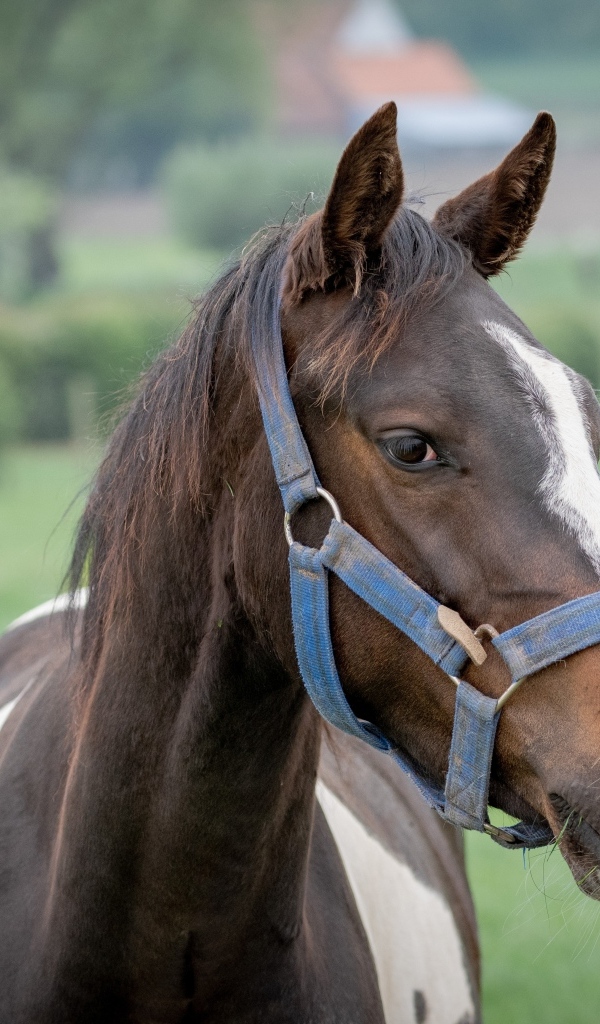 Коричневая с белыми пятнами лошадь крупным планом