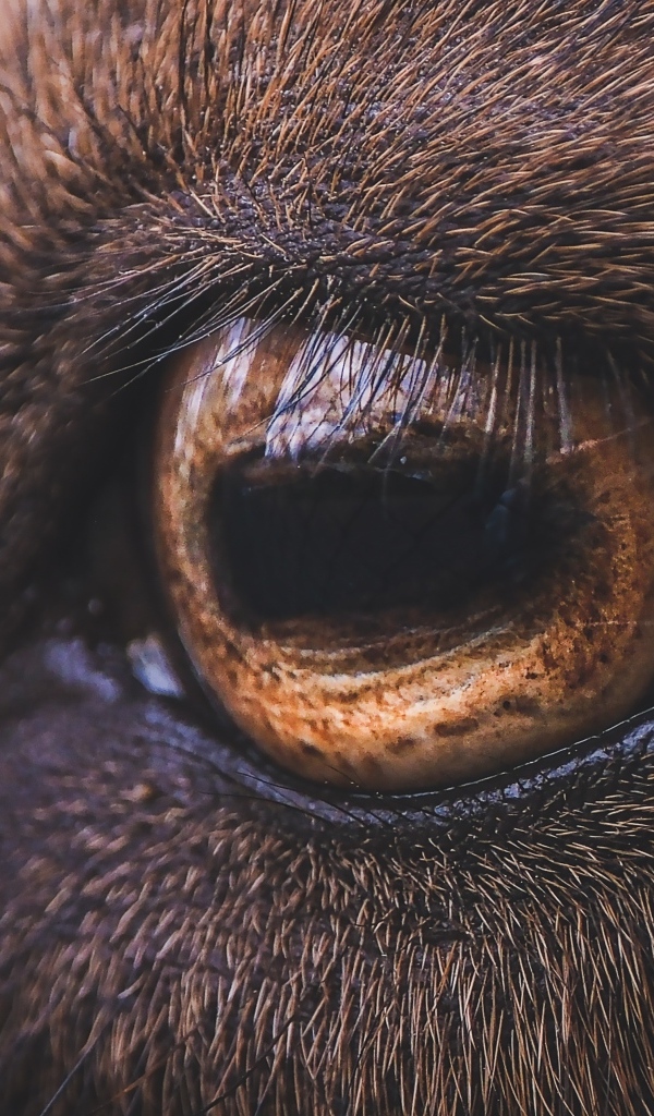 Коричневый глаз лошади крупным планом