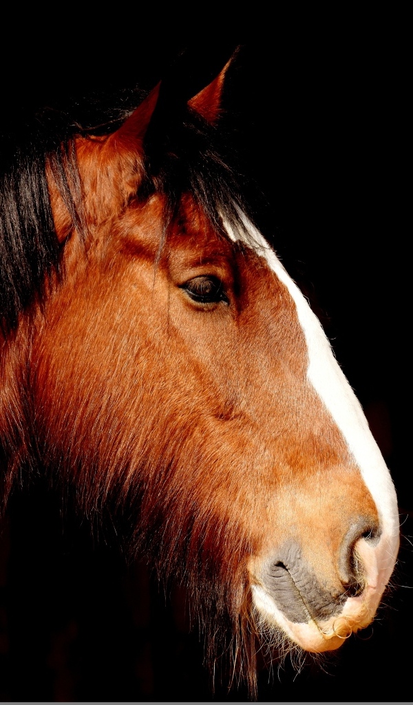 Голова коричневой лошади крупным планом на черном фоне