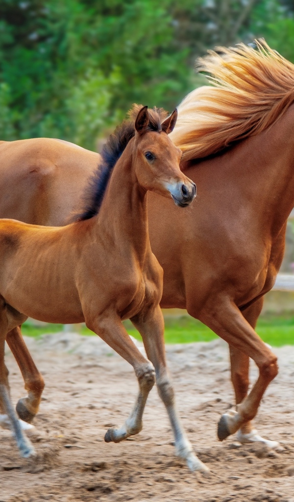 Коричневая лошадь с жеребенком на ферме 