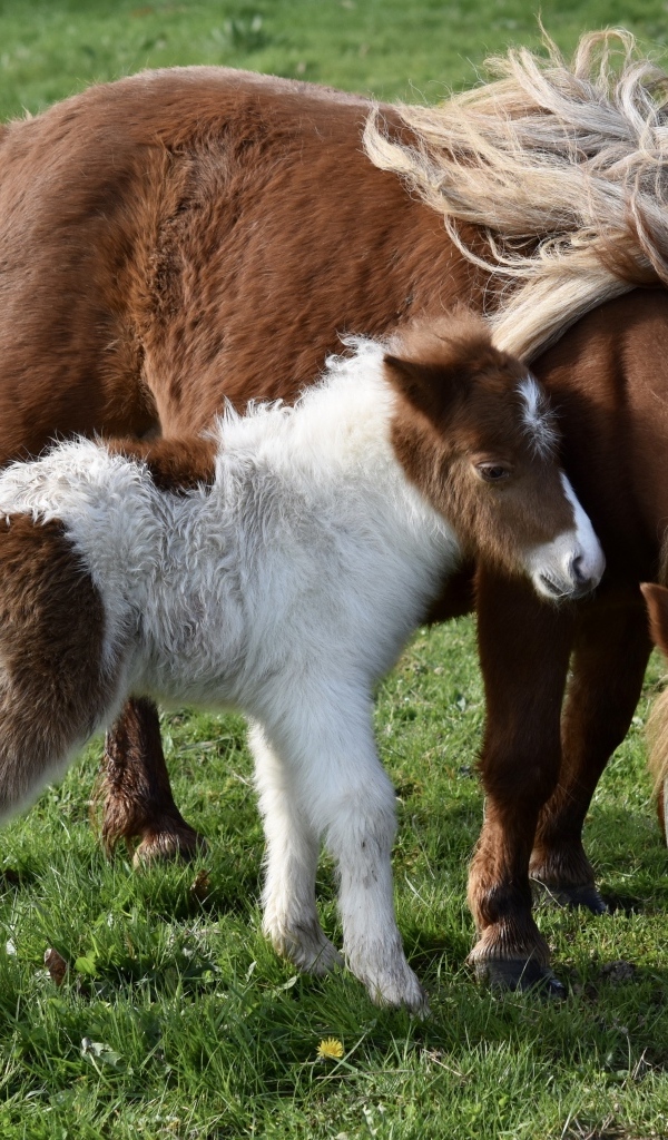 Шетлендские пони пасутся на зеленой траве