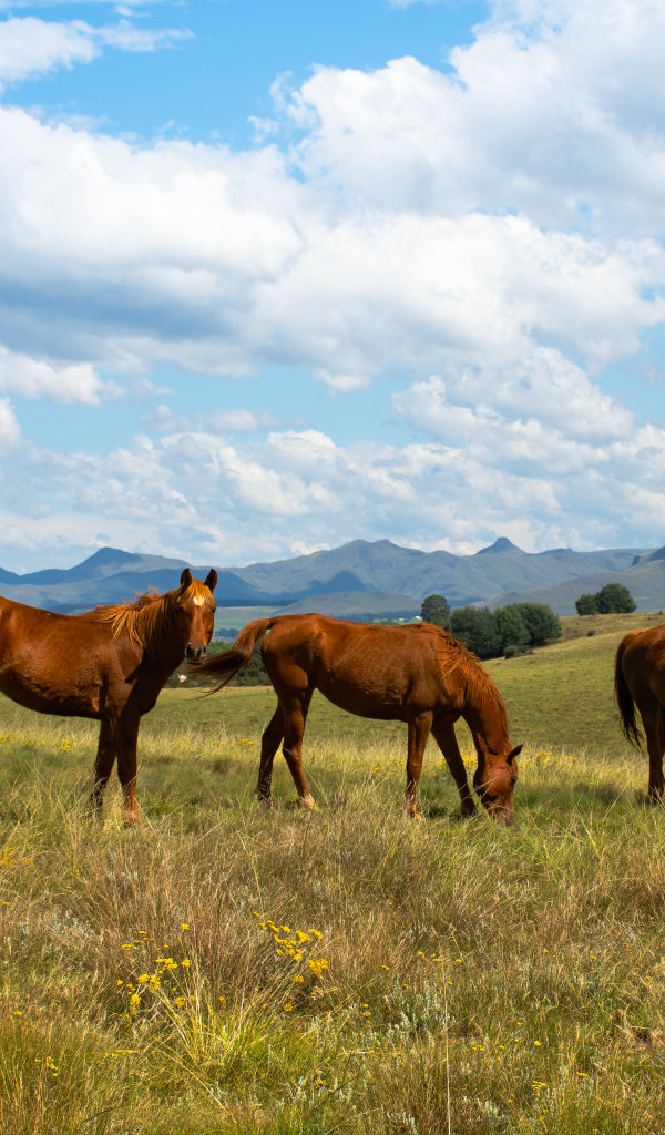 Три красивые коричневые лошади на поле под красивым небом