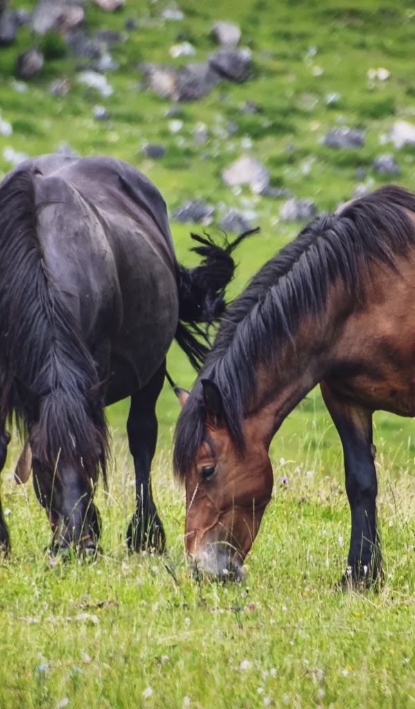 Две большие лошади пасутся на лугу