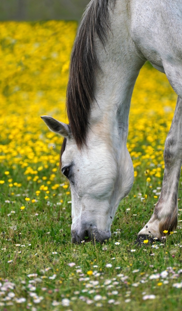 Белая лошадь пасется на лугу  с одуванчиками