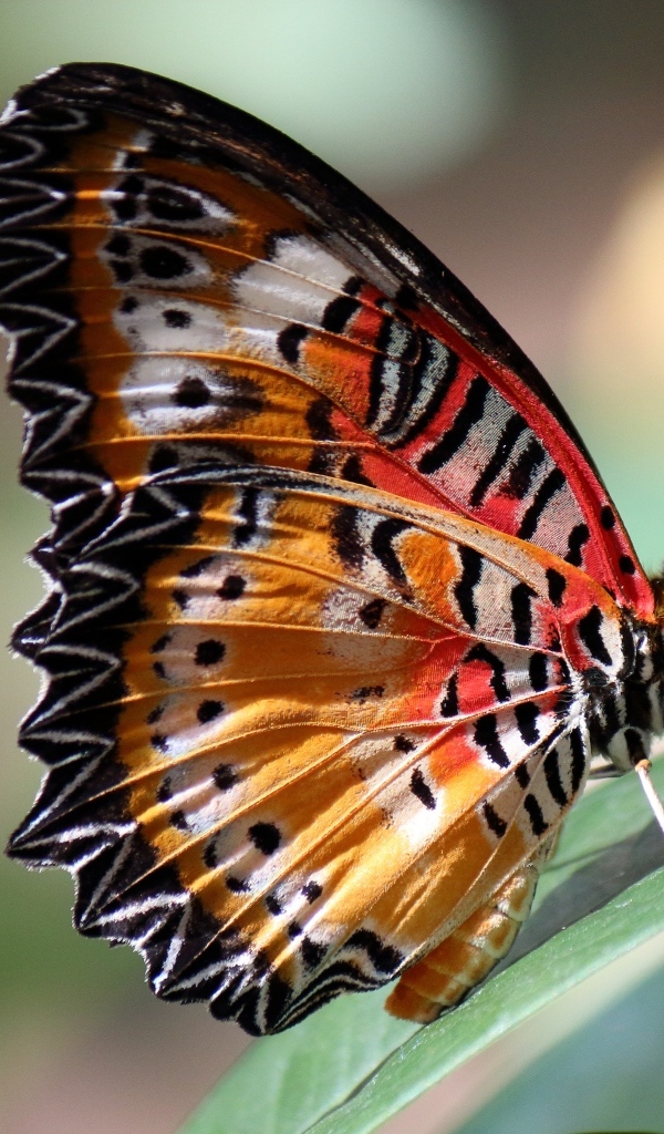 Красивая большая бабочка сидит на зеленом листке