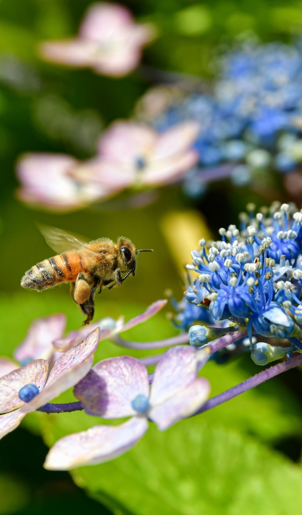 Пчела кружит у цветов гортензии