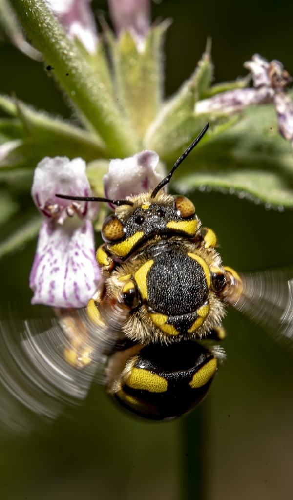 Пчела собирает пыльцу с розового цветка