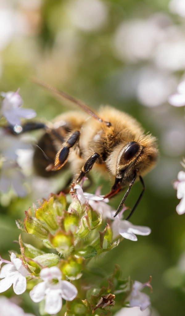 Пчела собирает пыльцу с белого цветка