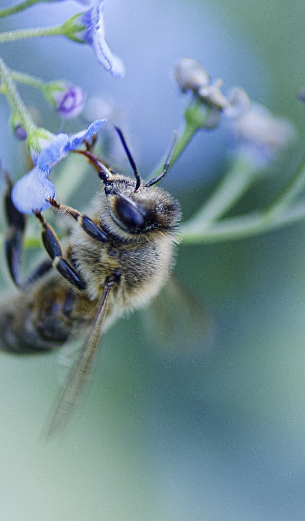 Пчела опыляет голубой цветок