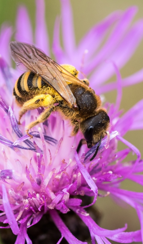 Пчела опыляет розовый цветок
