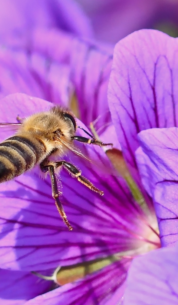 Пчела сидит на красивом сиреневом цветке