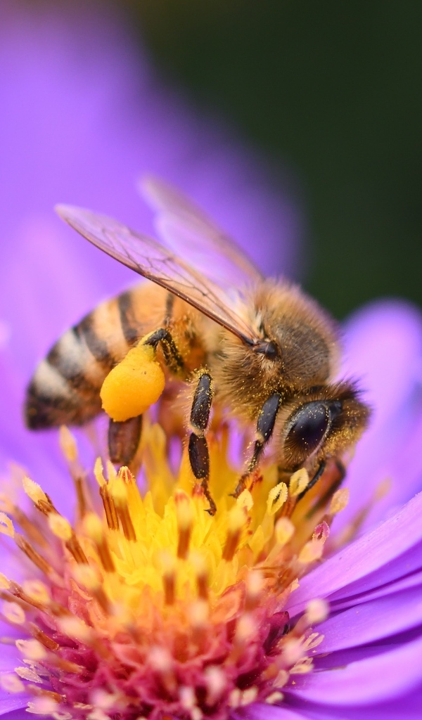 Пчела сидит на розовом цветке сентябринки