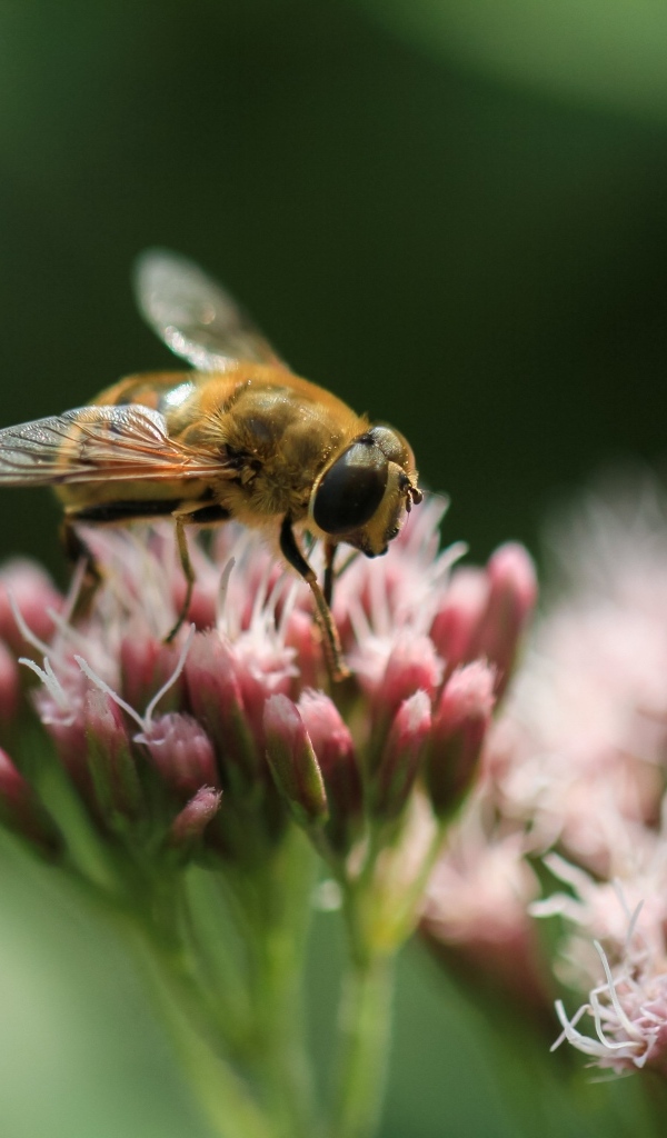 Пчела сидит на розовом цветке на зеленом фоне