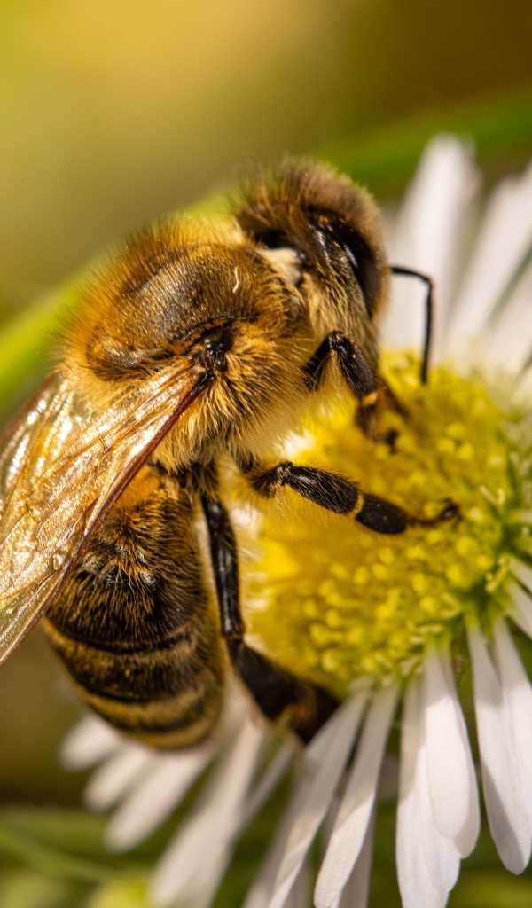 Пчела сидит на белом цветке ромашки