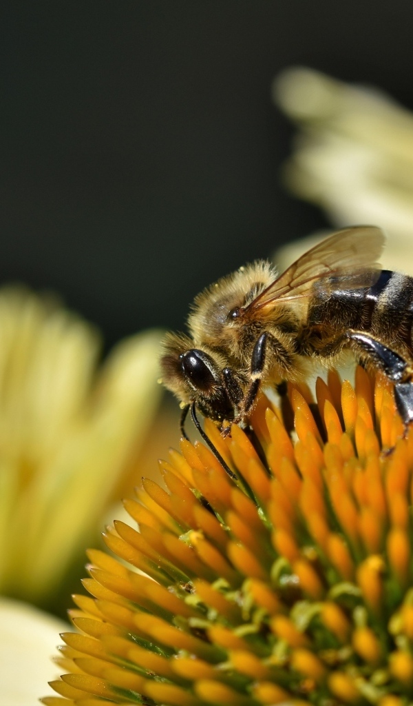 Пчела сидит на желтом медовом цветке