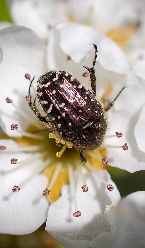 Жук сидит на цветке груши