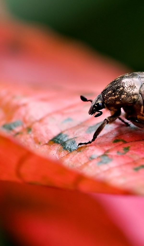 Жук сидит на красном листке
