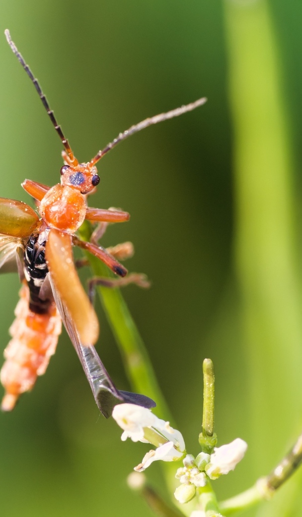 Жук взлетает с растения
