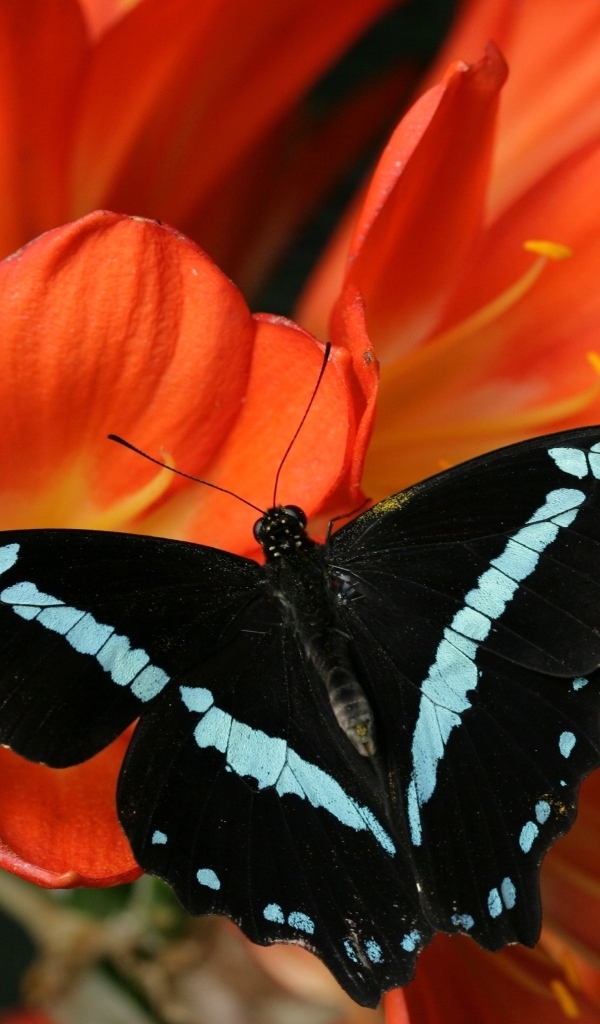 Черная бабочка сидит на красном цветке альстромерии