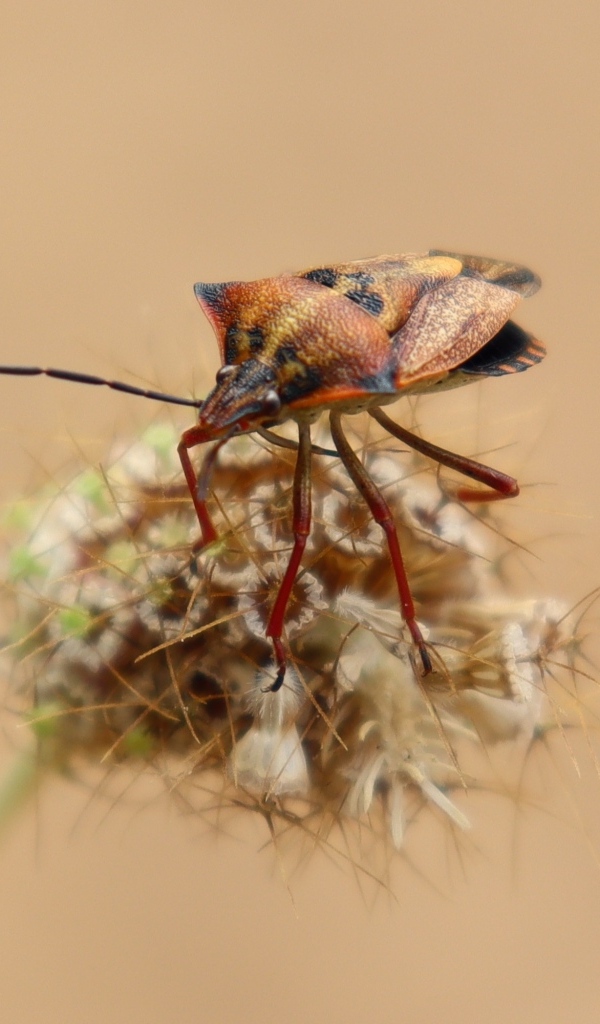 Клоп сидит на растении 