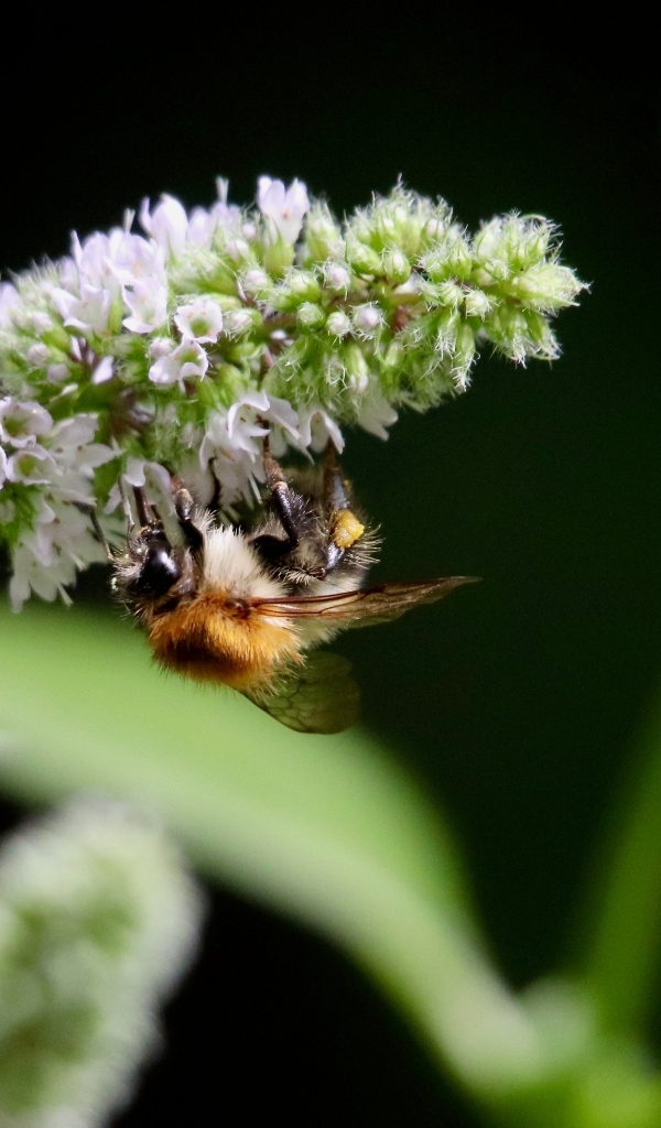 Шмель сидит на цветке мяты